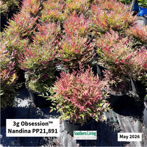 May 2026 3g Obsession Nandina Website